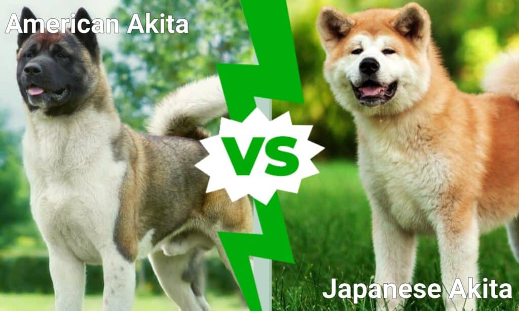 Akita americano contro Akita giapponese