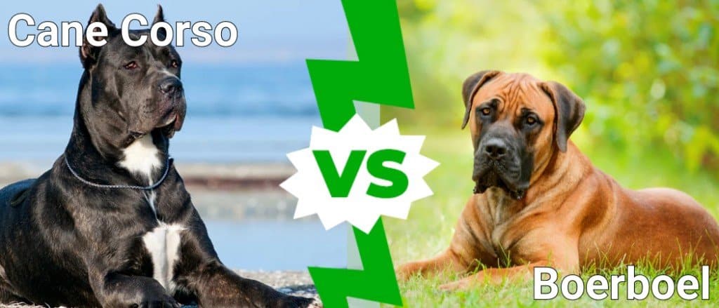 Cane Corso contro Boerboel