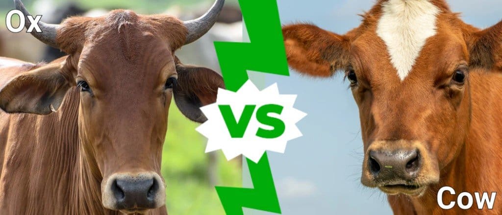 Bue e mucca: quali sono le differenze?
