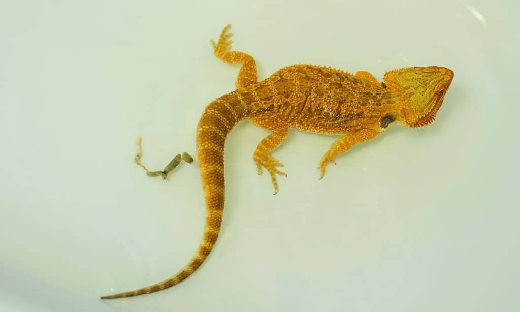 Agama barbuta baby, lucertola che fa il bagno, fa la cacca nel bagno