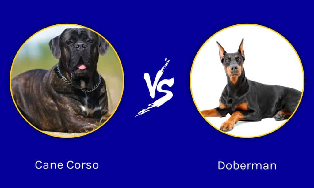 Cane Corso e Doberman: qual è la differenza?
