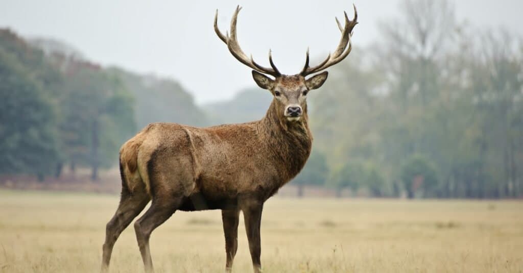 Gli animali più letali d'America