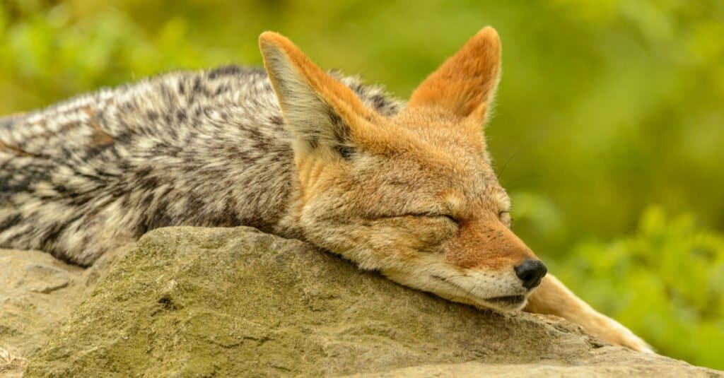 Come e dove dormono i coyote - Coyote Resting