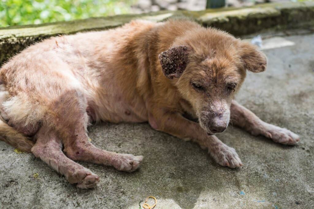 cane che si gratta a causa della rogna