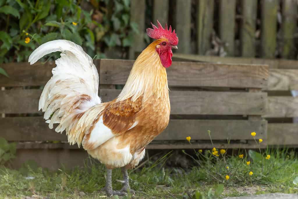 gallo