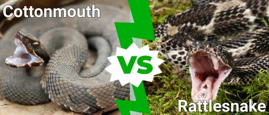 mocassino acquatico contro serpente a sonagli