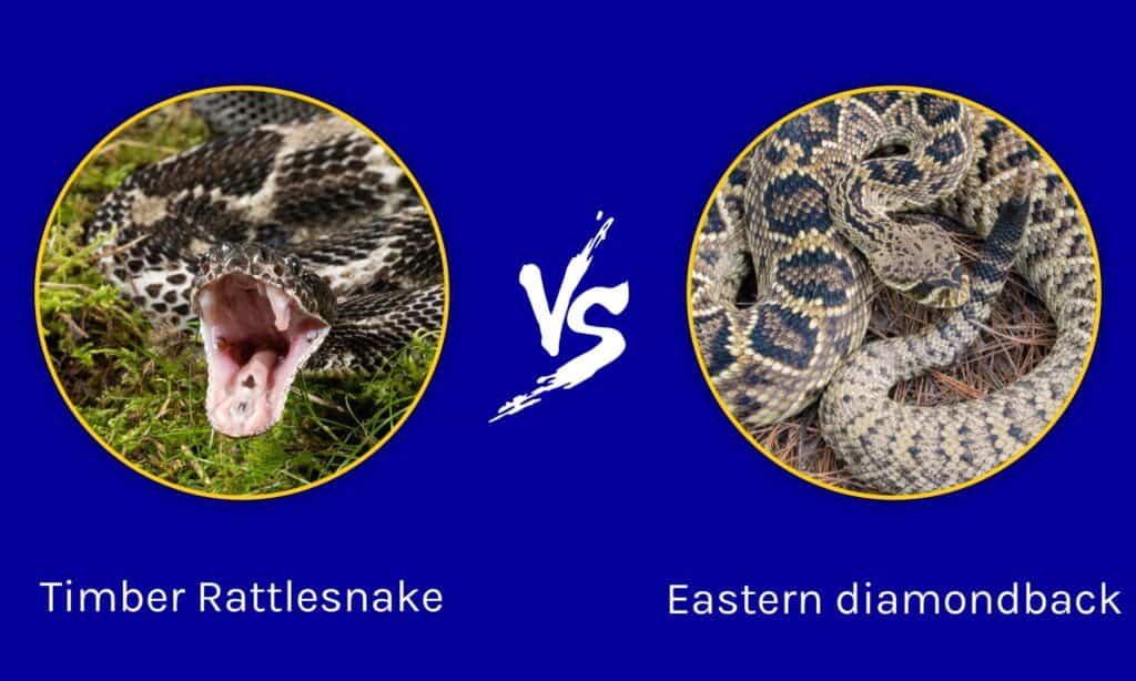 Crotalo tigrato contro Crotalo diamantino orientale: cosa distingue questi serpenti con le zanne?
