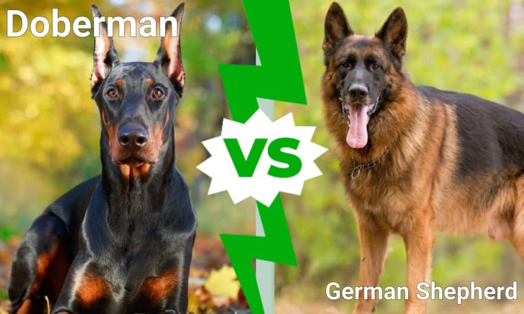 Dobermann o pastore tedesco: qual è il miglior cane da guardia?
