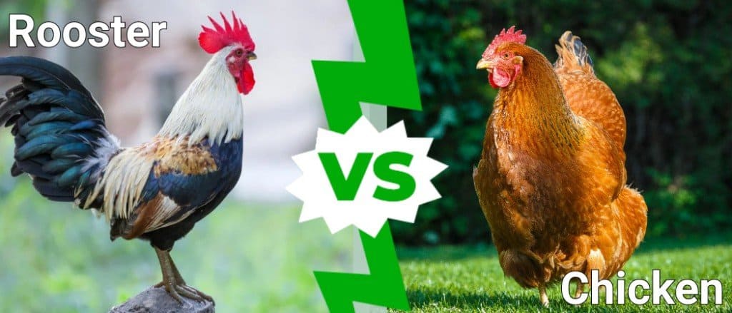 gallo contro pollo