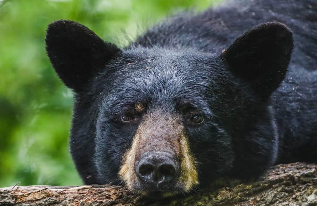 orso nero