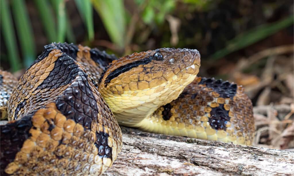 i serpenti più velenosi del mondo