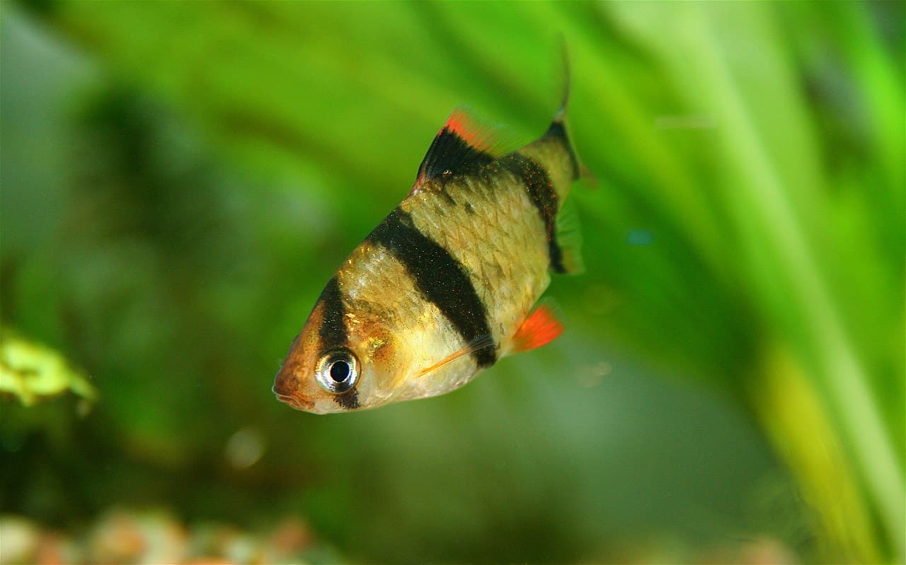 I 15 migliori compagni di vasca da abbinare agli squali arcobaleno
