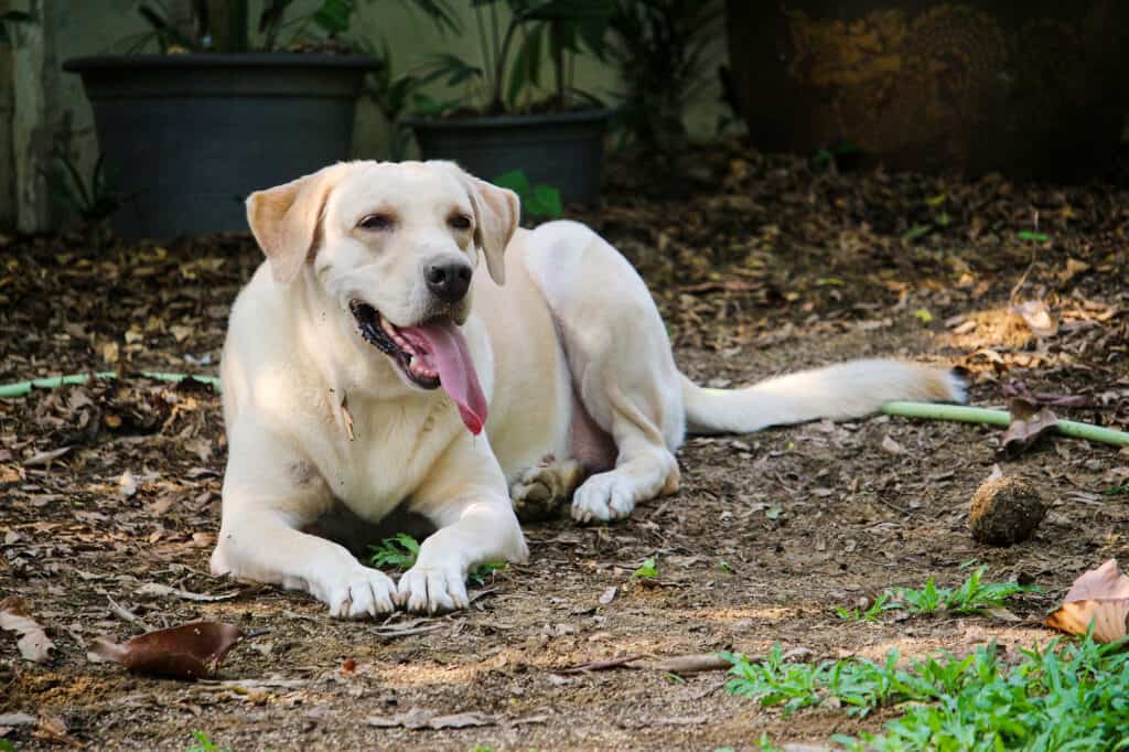 I Labrador retriever sono fantastici con i bambini