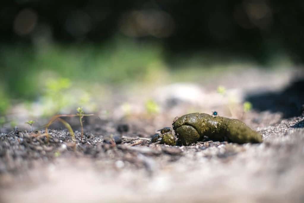 Identificazione degli escrementi degli animali da cortile: una guida completa per il 2024
