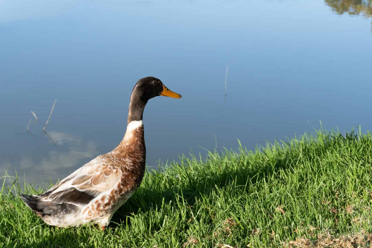 Anatra Abacot Ranger sulla riva del letto d'erba di un lago