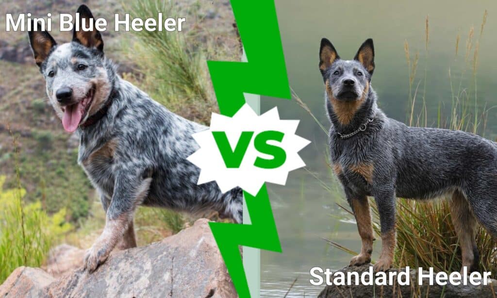 Mini Blue Heeler contro Standard Heeler
