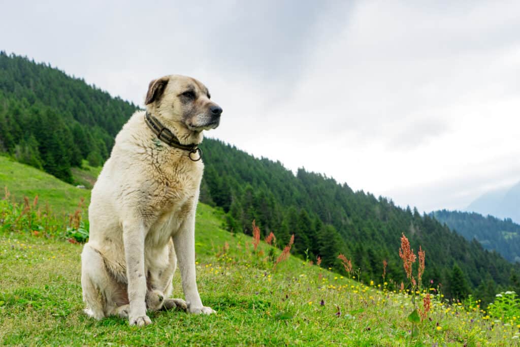 Cane Kangal lì Pokut Plateau Rize Camlihemsin Turchia