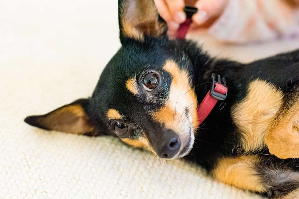 Mettere il collare a un grazioso incrocio di pinscher nano