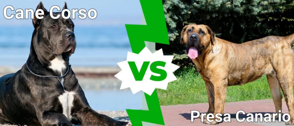 Cane Corso contro Presa Canario