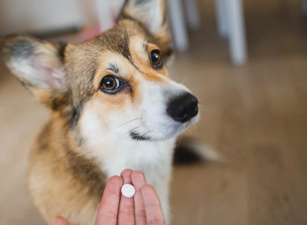 cane a cui viene offerta una pillola