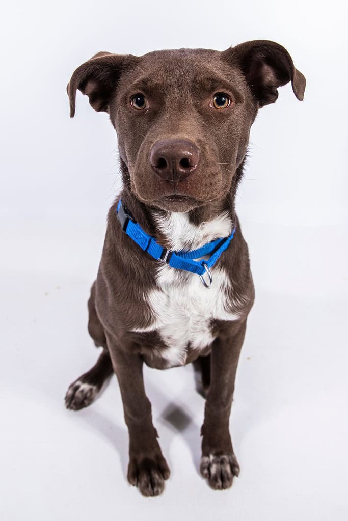 Cane pitbull di razza mista labrador cioccolato con collare blu seduto che guarda la telecamera isolato su sfondo bianco