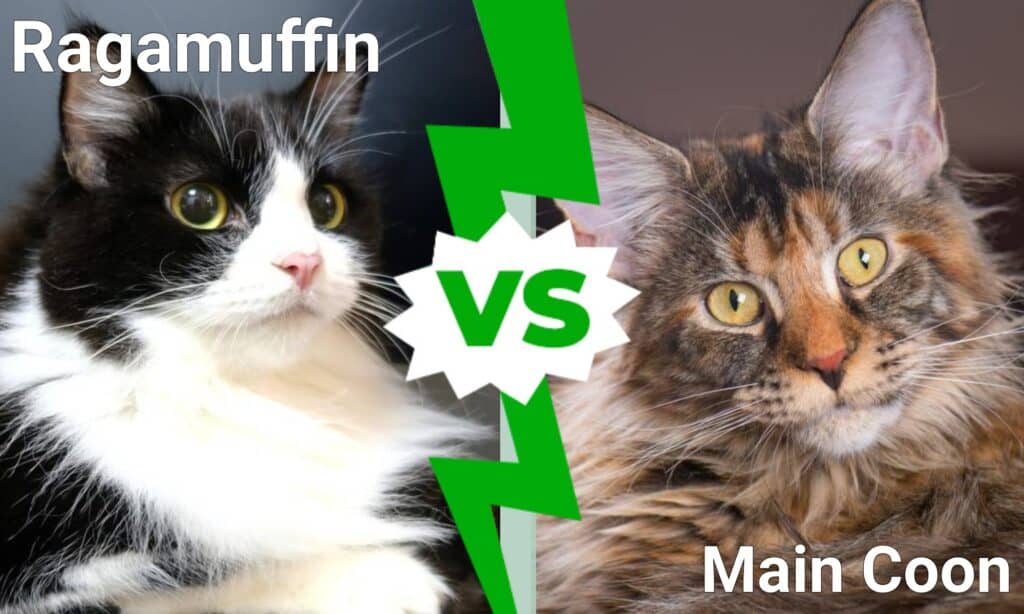 Ragamuffin contro Maine Coon
