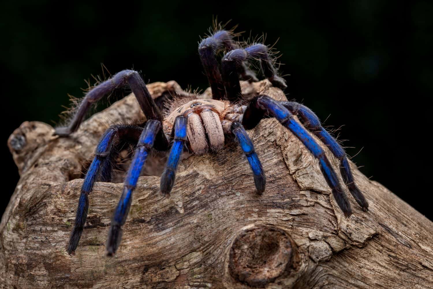 La tarantola blu femmina (Birupes simoroxigorum) è una tarantola con zampe blu metallizzato e corpo color caramello cremoso, che si trova solo nel Sarawak (Borneo), Malesia. 