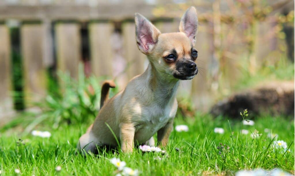 per quanto tempo i cani possono trattenere la pipì?