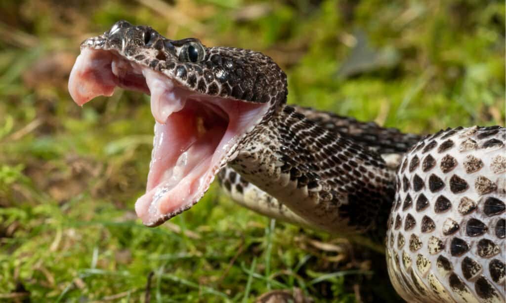 Serpenti a sonagli durante le escursioni - Crotalo del legname