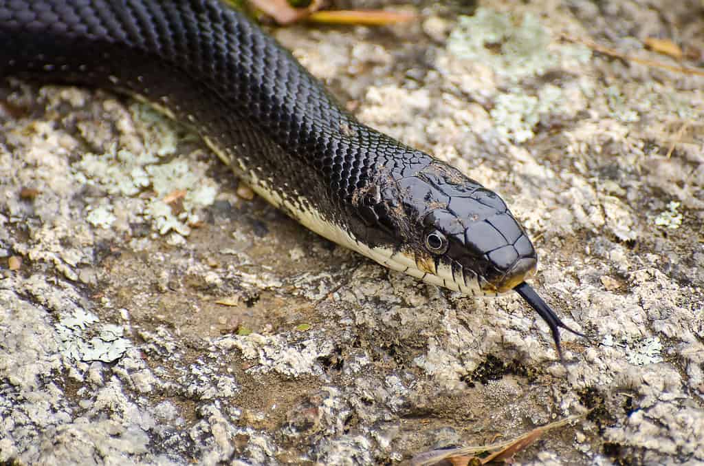serpente nero contro serpente ratto nero