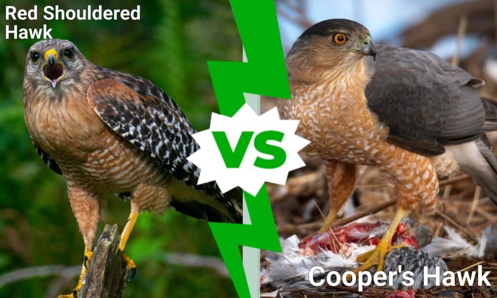 poiana spallerosse contro poiana di Cooper