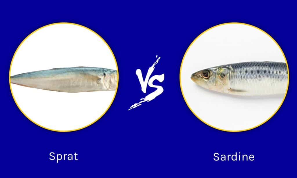Spratti e sardine: quali sono le differenze?
