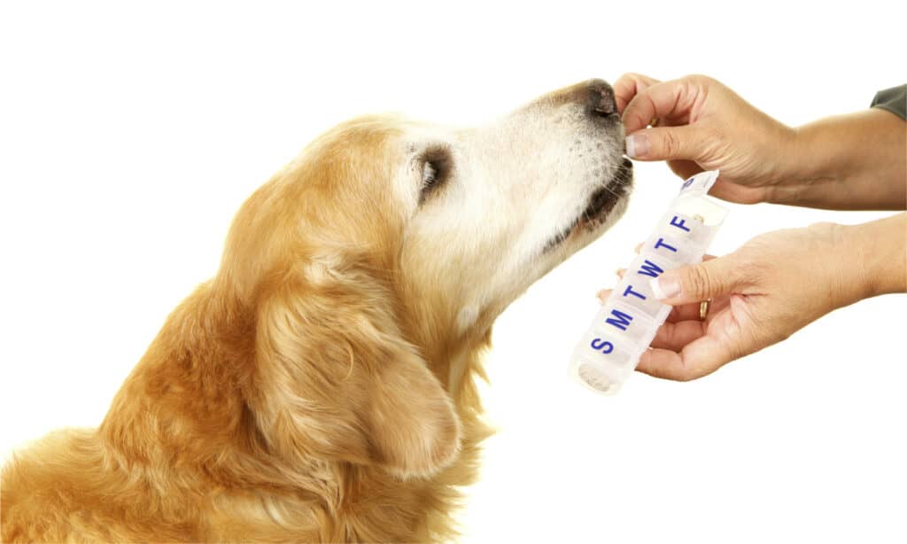 Golden retriever che prende farmaci o vitamine dalle mani del proprietario, con una mano che tiene un portapillole settimanale