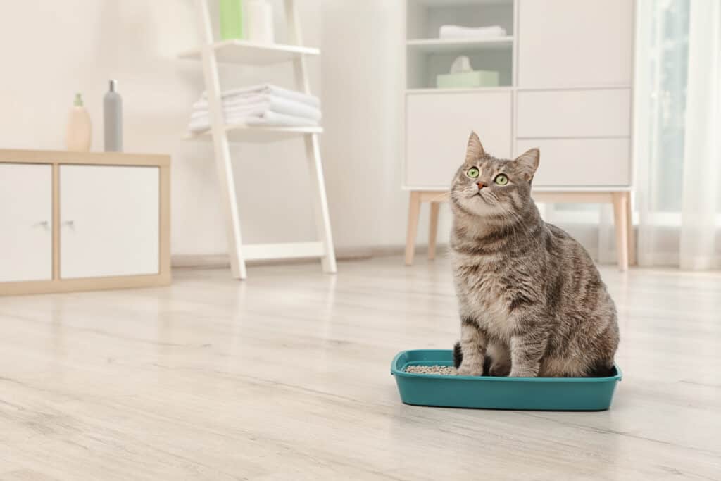 gatto giovane
