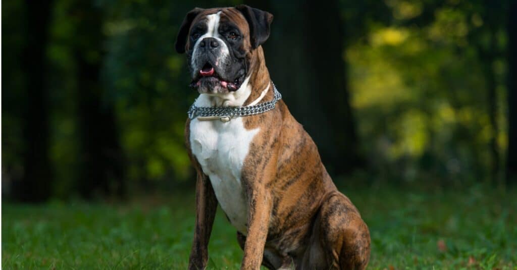 Tipi di cani Boxer
