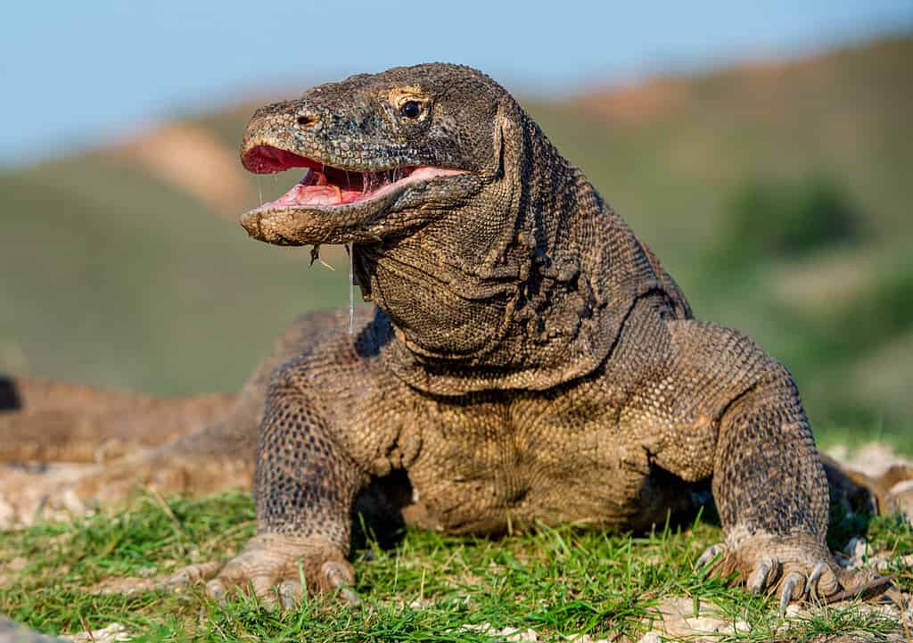 Il drago di Komodo sollevò la testa e aprì la bocca. Nome scientifico: Varanus komodoensis, è la lucertola vivente più grande del mondo. Habitat naturale. Isola di Rinca. Indonesia.
