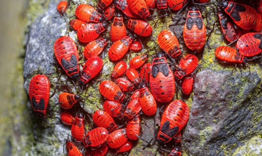 10 coleotteri e insetti rossi che dovresti conoscere!
