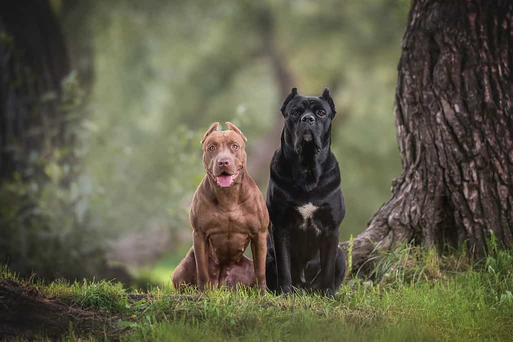 American Pit Bull Terrier femmina e Cane Corso Italiano maschio seduti sull'erba verde tra alberi alti sullo sfondo di un fresco paesaggio serale estivo