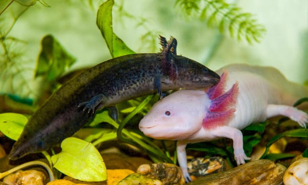 Axolotl, Pesci, Animali domestici, Salamandra, Albino