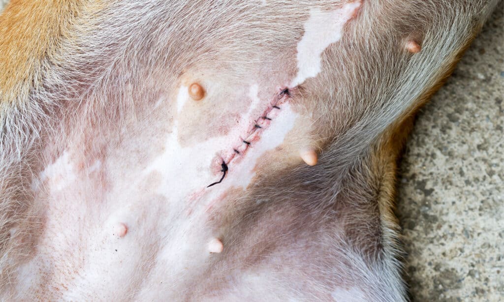Incisione con punti di sutura dopo la sterilizzazione di una cagnolina