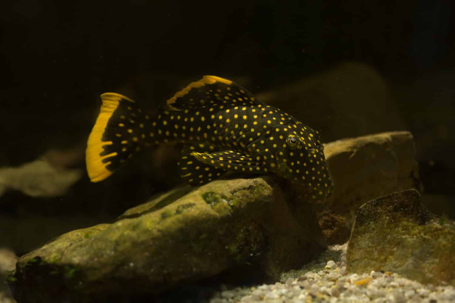 Pleco pepita d'oro (Baryancistrus xanthellus).