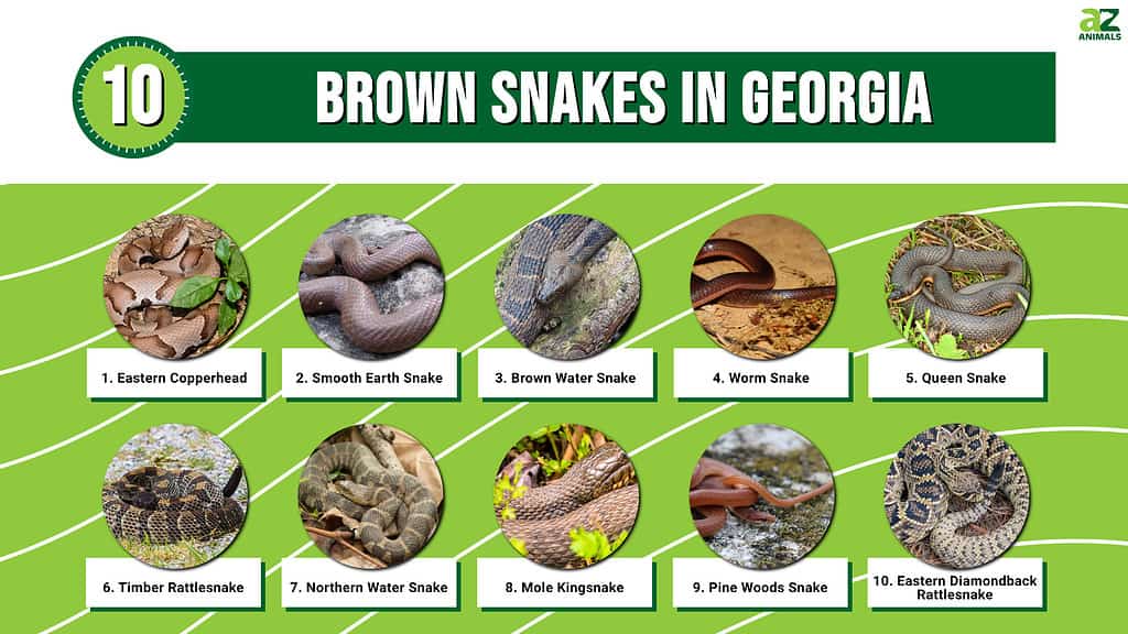 10 serpenti marroni in Georgia
