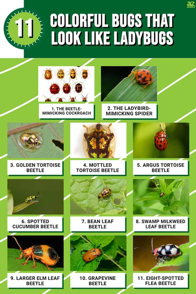 Infografica di 11 insetti colorati che sembrano coccinelle