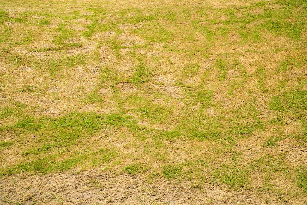 Erba morta sullo sfondo della natura. Una macchia è causata dalla distruzione del fungo. La foglia di erba Rhizoctonia Solani cambia da verde a marrone morto in un cerchio sfondo texture prato erba morta secca.
