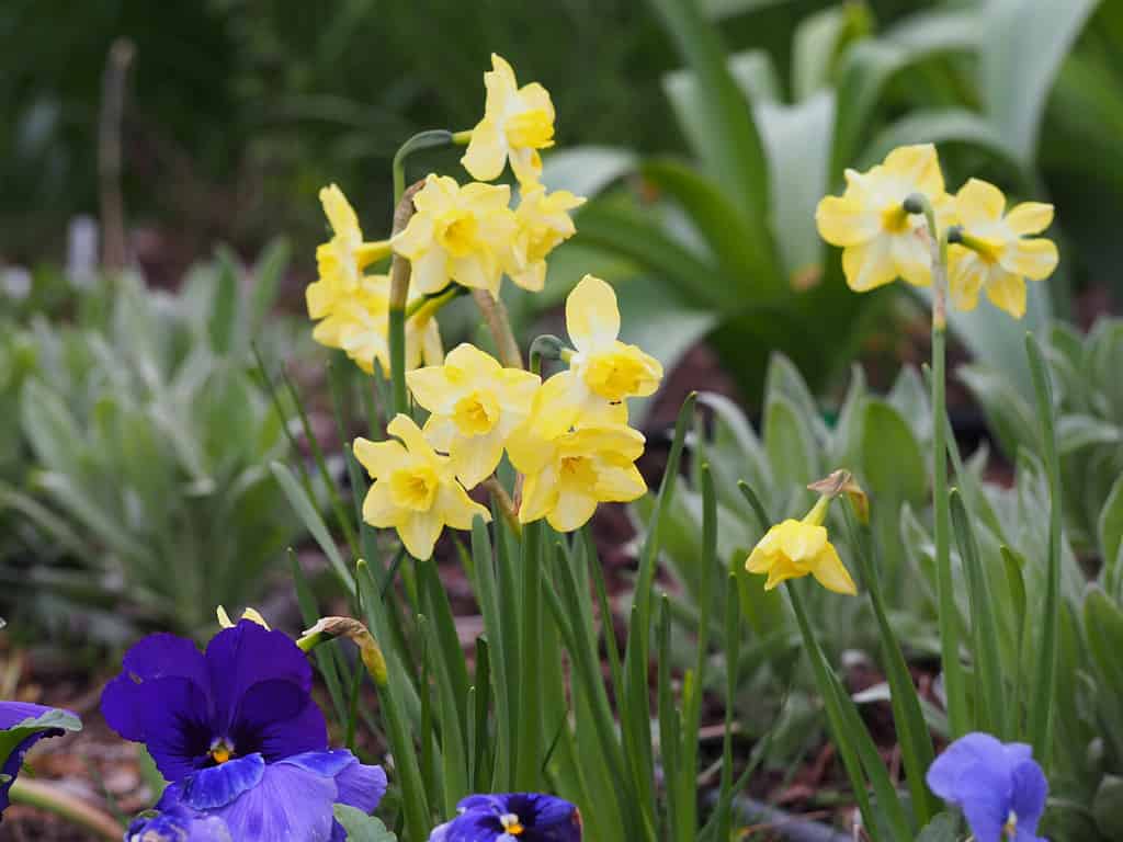 Narciso 'Pipit' - Jonquil Daffodil