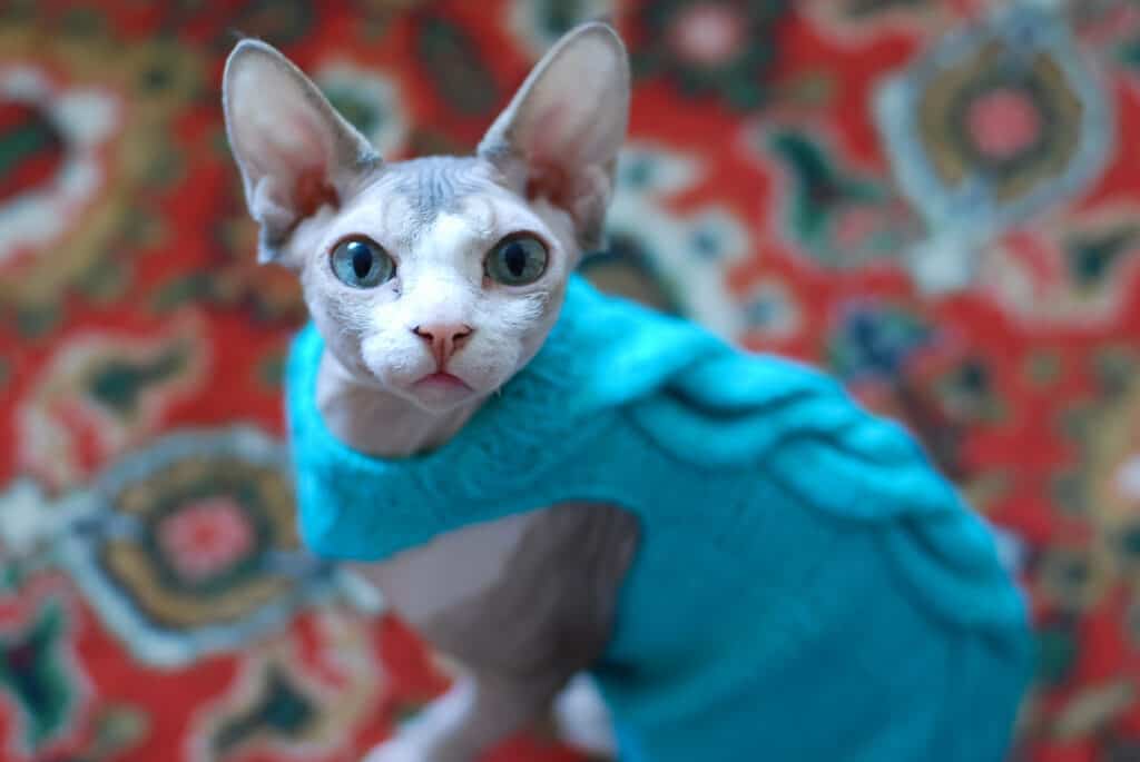 Gatto Sphynx che guarda seriamente nella telecamera con un maglione sullo sfondo di un tappeto affilato