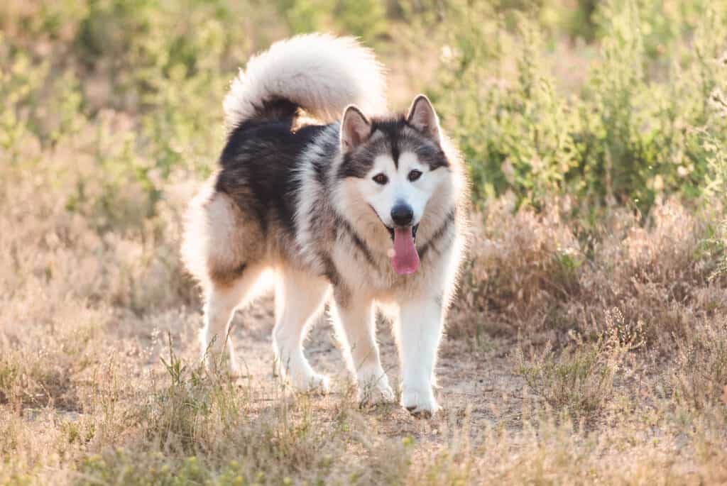 Alaskan Malamute grigio chiaro e bianco