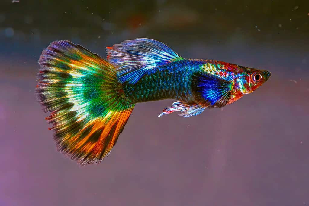 guppy fantasia