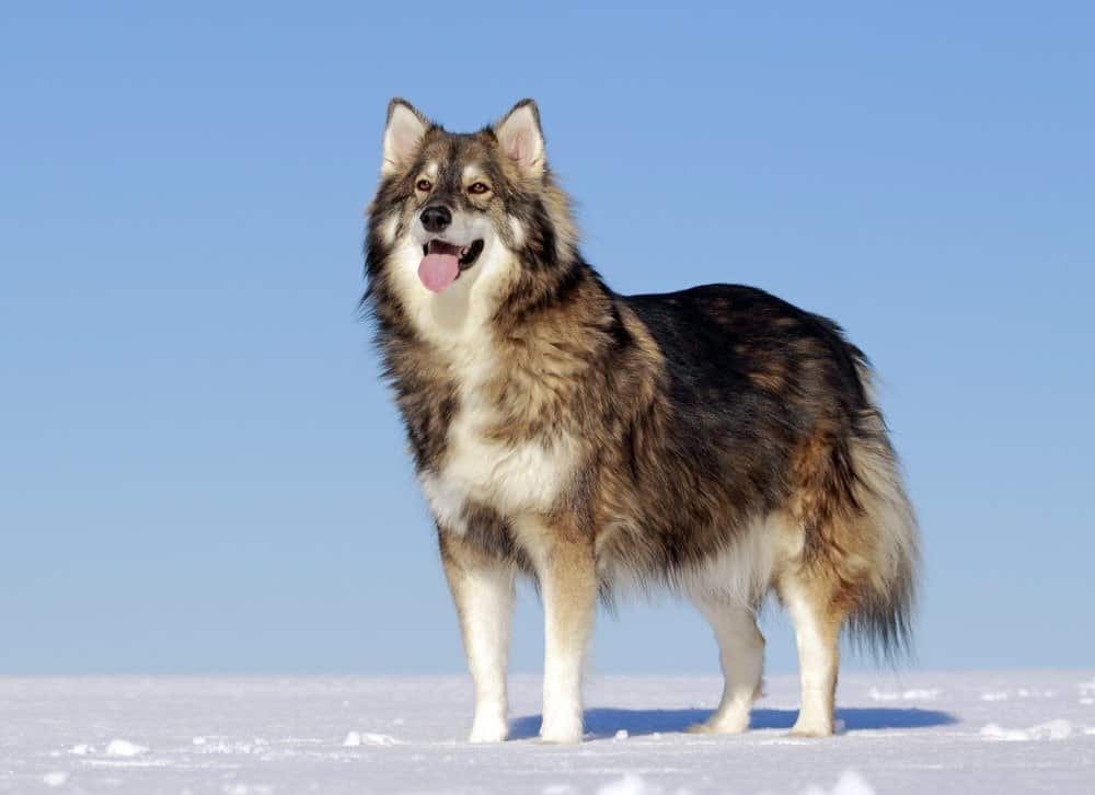Utonagan nella neve