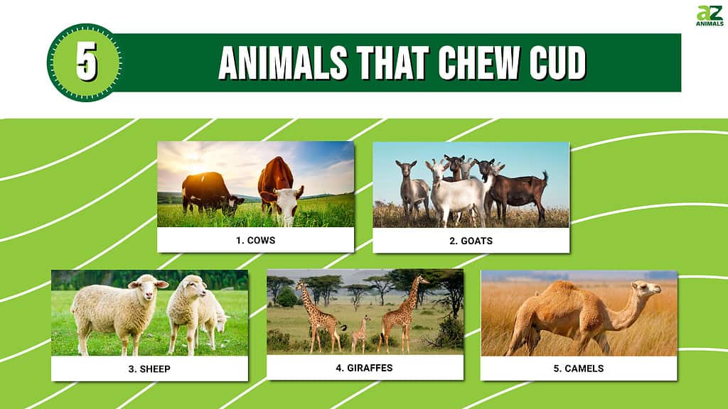 Infografica di 5 animali che ruminano